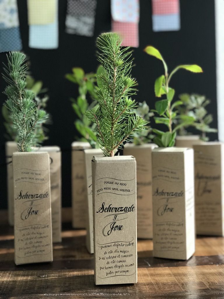 regalo para invitados ecológicos mini plantones árbol