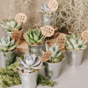 Cactus Para Bodas El Regalo Mas Original Para Tus Invitados