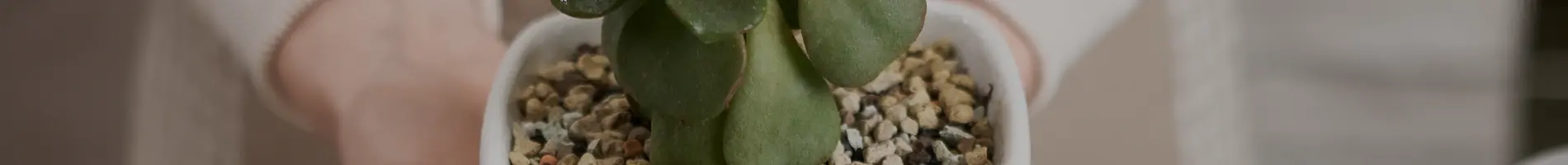 Mini Cactus y Crasas en Maceta de Tronco de Madera